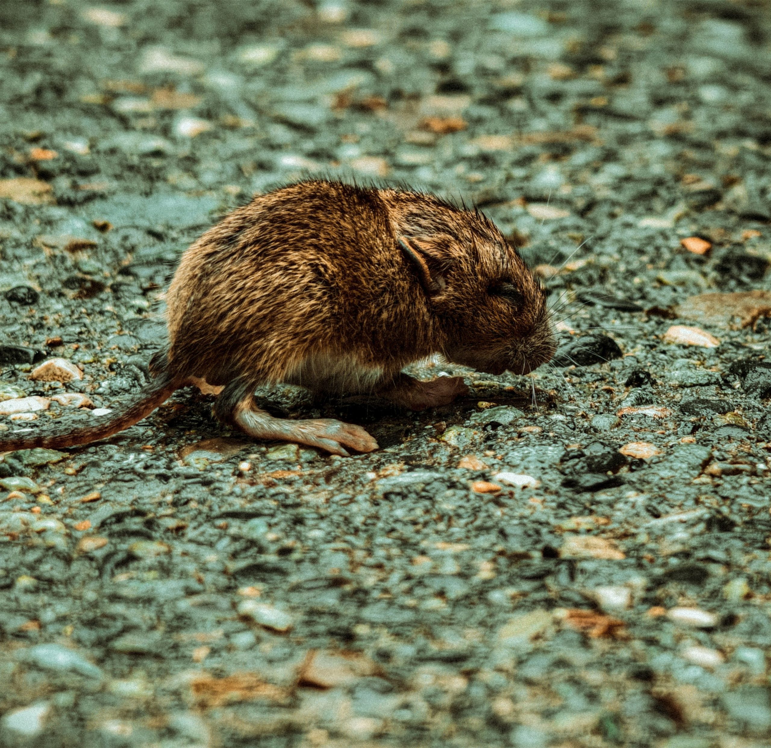 Why Hantavirus Is Suddenly Trending Across Social Media